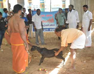 Kabali Goats Sacrifice, Kabali Goats Sacrifice Evil Eye, Kabali Goats Sacrifice Superstition, Rajinikanth Kabali Goats Sacrifice, Rajinikanth Kabali Goats Sacrifice Evil Eye