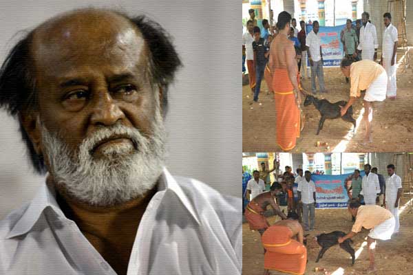Kabali Goats Sacrifice, Kabali Goats Sacrifice Evil Eye, Kabali Goats Sacrifice Superstition, Rajinikanth Kabali Goats Sacrifice, Rajinikanth Kabali Goats Sacrifice Evil Eye