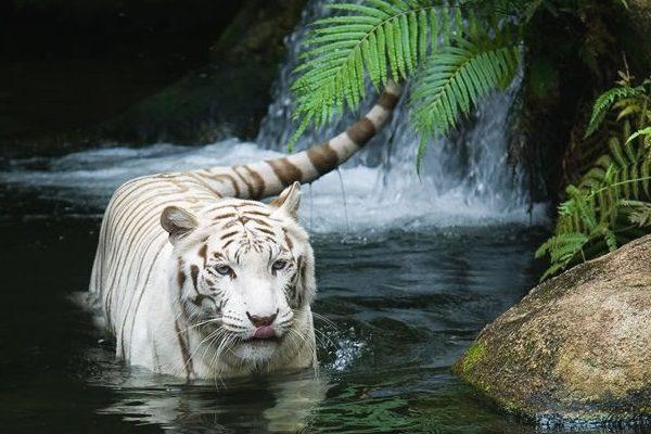 tamil-white-tiger