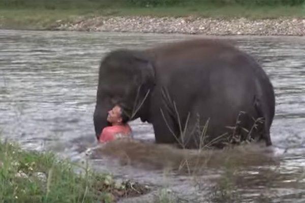 elephant-saves-man