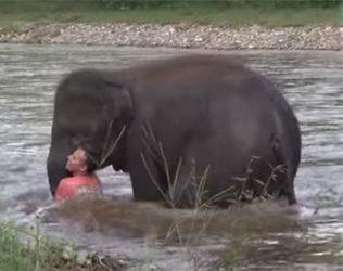 elephant-saves-man