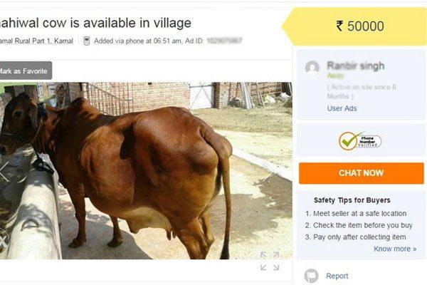 cattle-olx