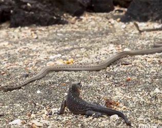 BBC Earth Snake Video VIRAL