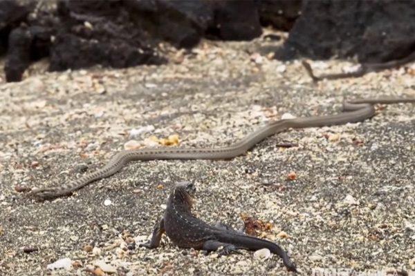BBC Earth Snake Video VIRAL 