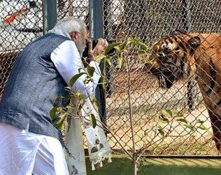 tiger-poses-for-PM-narendra-Modi