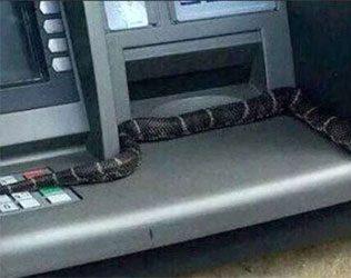 venomous-snake-at-atm-cash-centre-badradri