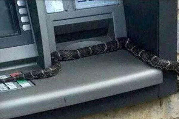 venomous-snake-at-atm-cash-centre-badradri