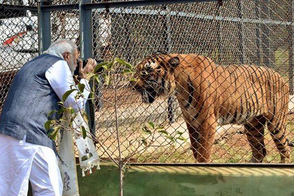 Tiger Poses For Narendra Modi