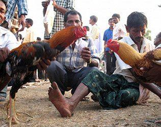 High Court Bans Sankranthi Cock Fights