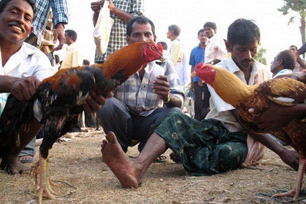 High Court Bans Sankranthi Cock Fights