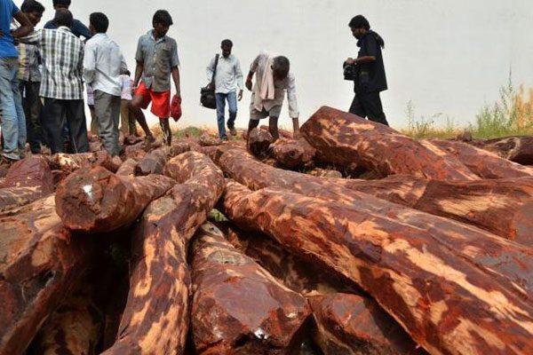 Modi Made Red Sanders Wood Cutters Rich?
