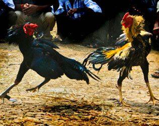modi-demonetization-blow-on-sankranthi-cock-fights