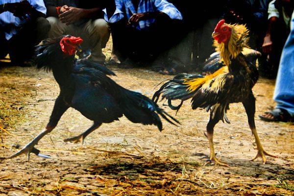 modi-demonetization-blow-on-sankranthi-cock-fights