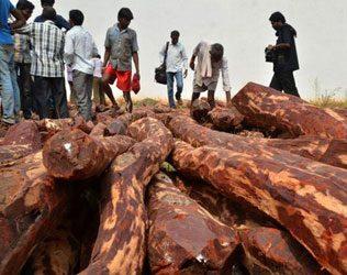 Modi Made Red Sanders Wood Cutters Rich?