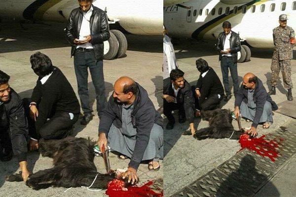 Pakistan Airlines Sacrifices a Goat to Avoid Further Crashes