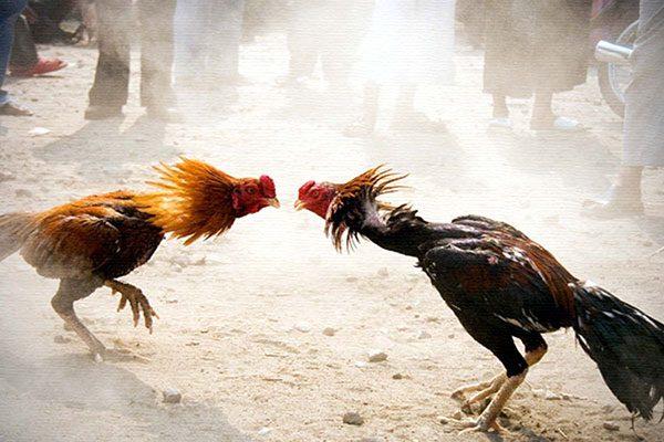 Cashless Transactions in Sankranthi Cock Fights!