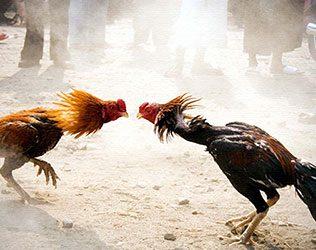 Cashless Transactions in Sankranthi Cock Fights!