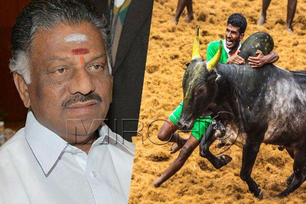 Jallikattu to Resume in Tamil Nadu from Sunday?