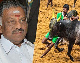 Jallikattu to Resume in Tamil Nadu from Sunday?