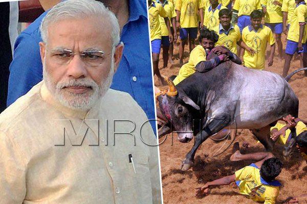 Narendra Modi Refuses to Intervene on Jallikattu