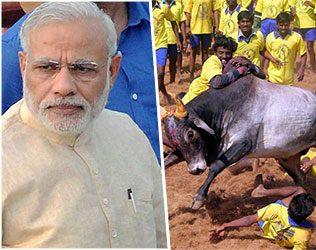 Narendra Modi Refuses to Intervene on Jallikattu