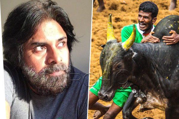 Pawan Kalyan's Confusing Stance on Jallikattu?