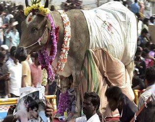 Shock to Jallikattu Supporters! Two Men Died at Pudukottai