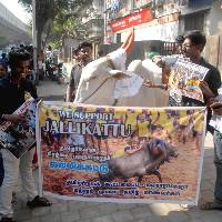 Tamil People Protest in Support of Jallikattu Photos Images Stills