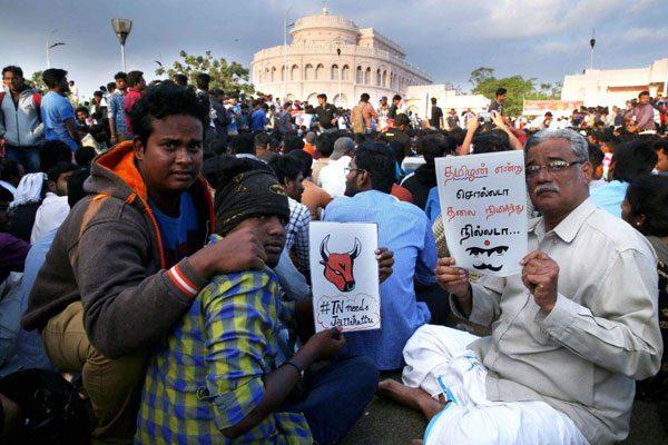 Tamilians Protest On Jallikattu Ban