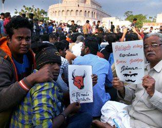 Tamilians Protest On Jallikattu Ban