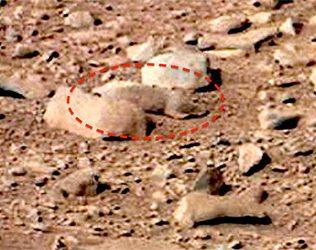 SQUIRREL living on Mars