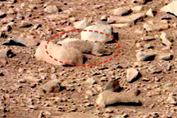 SQUIRREL living on Mars