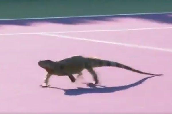 Tennis Geman Singles - Lizard