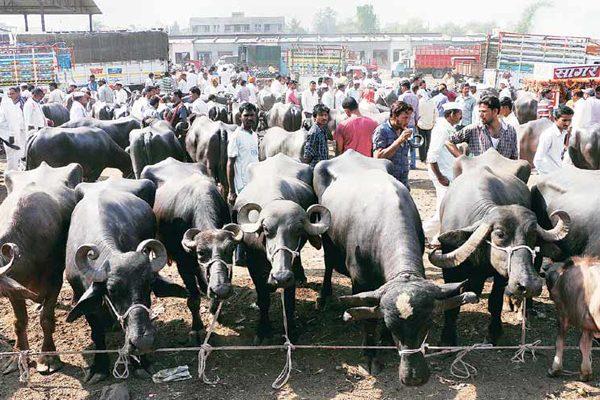 Buffalo Traders to Slam the Government at Court