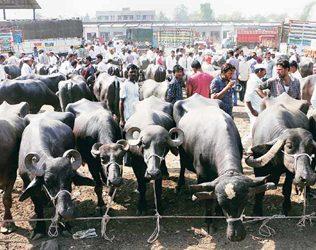 Buffalo Traders to Slam the Government at Court