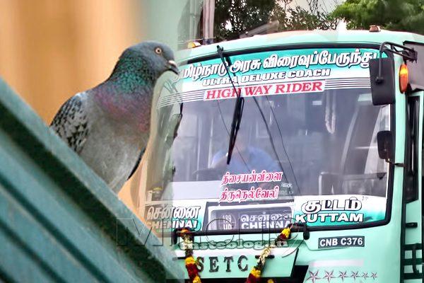 Tamil Nadu Bus conductor got memo as pigeon travels ticketless!