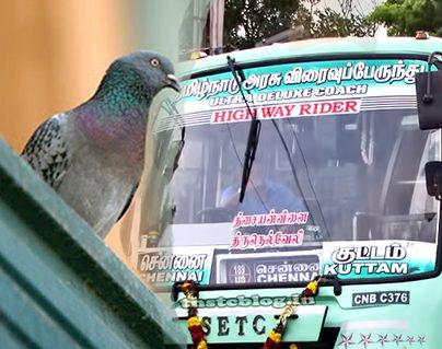 Tamil Nadu Bus conductor got memo as pigeon travels ticketless!