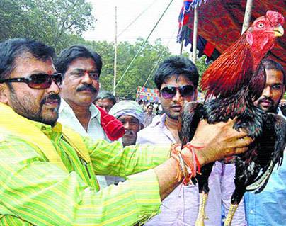 Chintamaneni Prabhakar comments on Rooster fights