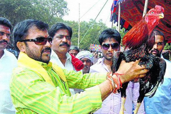Chintamaneni Prabhakar comments on Rooster fights
