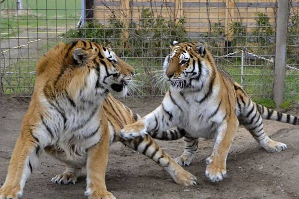Zoo Park in Amaravati
