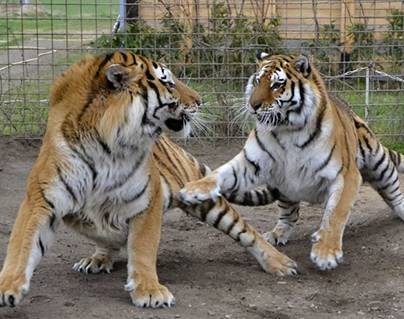 Zoo Park in Amaravati