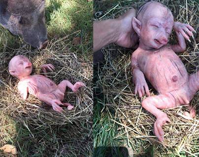 pig delivers human baby
