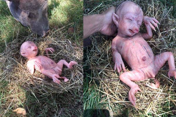 pig delivers human baby