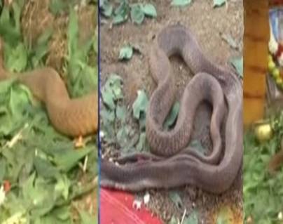 Snake-in--Durgada
