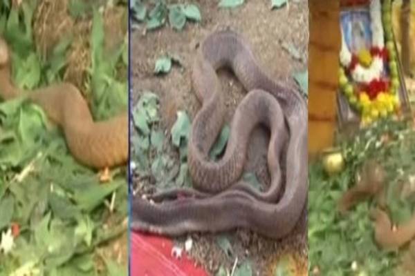 Snake-in-Durgada