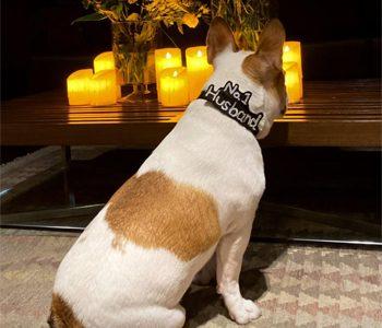 Samantha Akkineni -Dog-No1 Husband