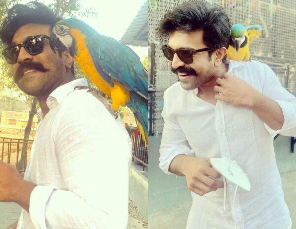Ram Charan Parrots