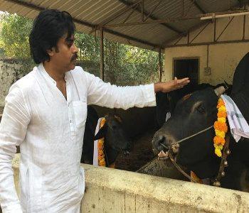 pawan Kalyan Sankranthi 2021 Celebration_Photos