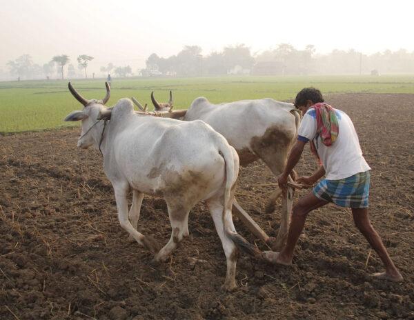 Andhra Pradesh -Farmers
