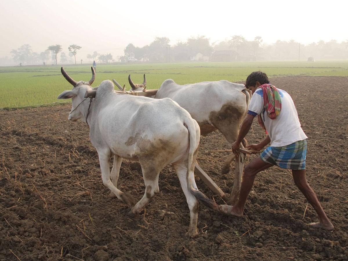 AP Farmers Carrying 1.69 Lakh Crore Debt